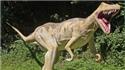 Veranstaltungsbild Auf den Spuren der Dinosaurier